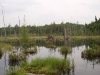 Beaver pond
